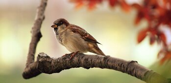 Ligue pour la protection des Oiseaux (Auvergne)