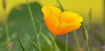 Biodiversité des jardins